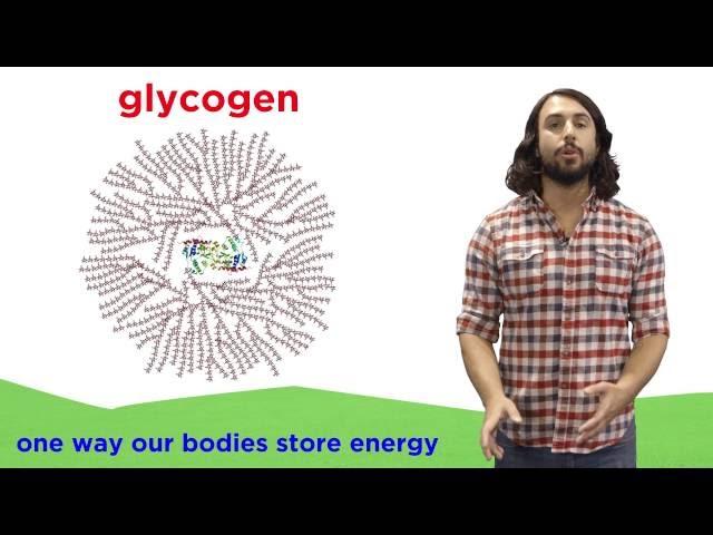 Carbohydrates Part 2: Polysaccharides