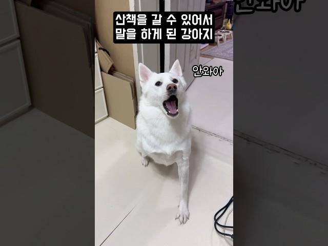 산책을 갈 수 있어서 말을 하게 된 강아지 #shorts