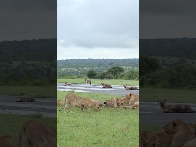 Lionesses From A Different Pride Approach A Kill - Londolozi TV