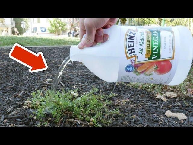 Pour vinegar on your plants and BE AMAZED WHAT HAPPENS(surprising)