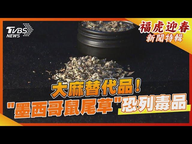 大麻替代品! 迷幻「墨西哥鼠尾草」恐列毒品｜TVBS新聞