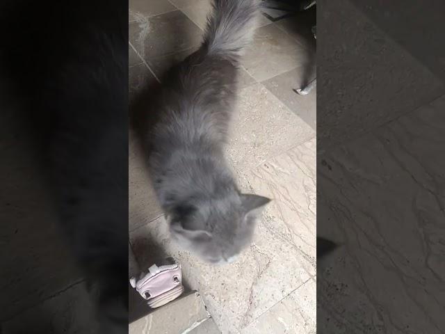 #catshorts #cat #petlovers #cute #dog #dogbaby #dogshorts #dogvideos #貓眼觀察室 #kitten #kitty #貓眼觀察室