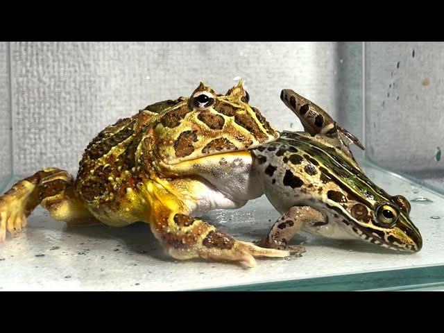 The bait frog was too big ... / Pacman frog , African bullfrog【LIVE FEEDING】