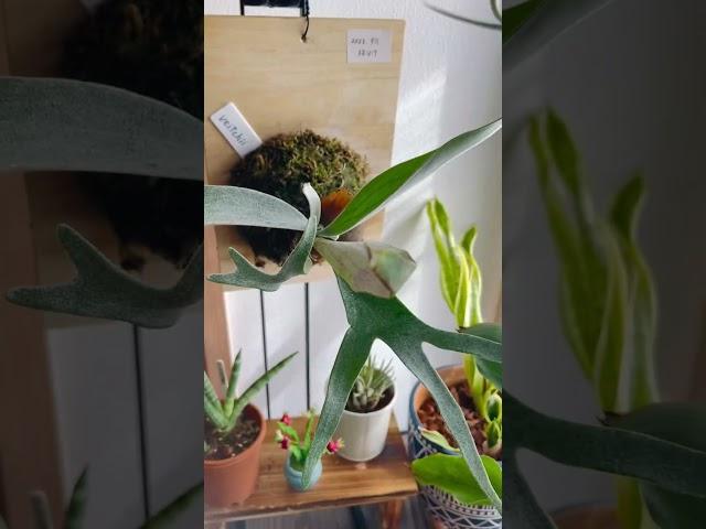 チランジア ベイチー 空中栽培 胡蝶蘭 グラマトフィルム 植物好きの部屋