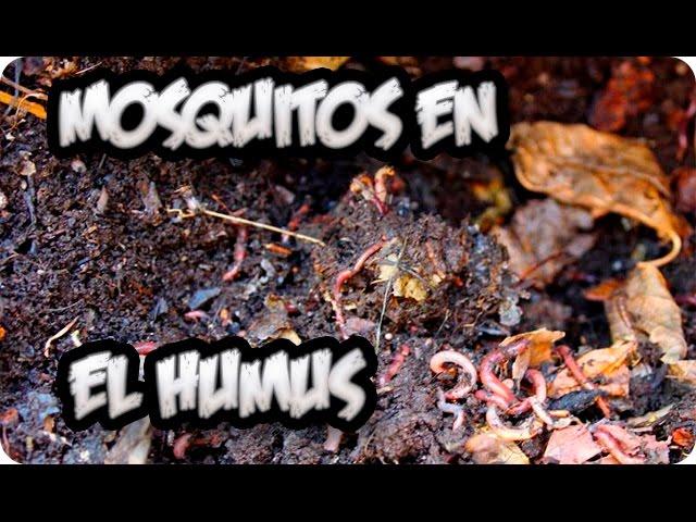 Como Evitar Mosquitos o Mosca De La Fruta En El Humus De Lombriz || La Huertina De Toni