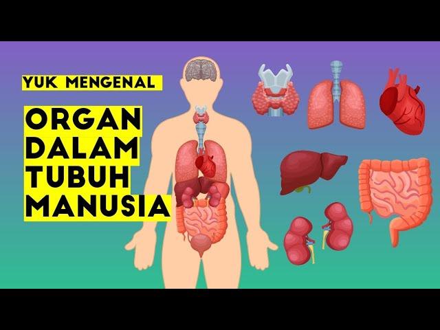 ORGAN DALAM TUBUH MANUSIA