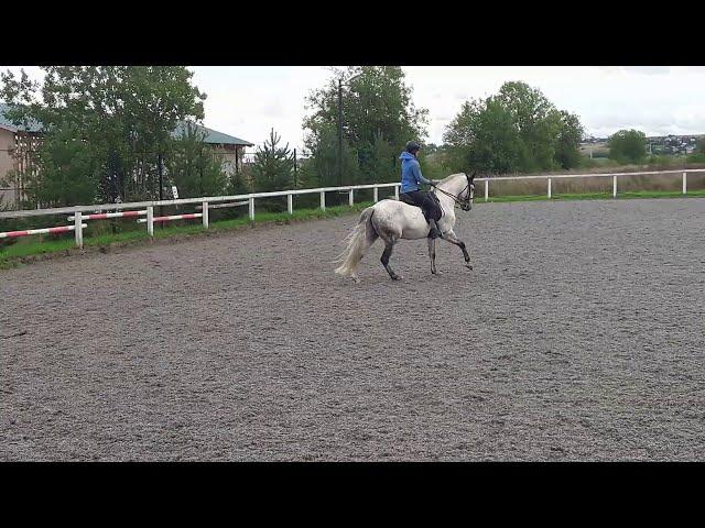 Lusitano horse for SALE in Saint-Petersburg, Russia