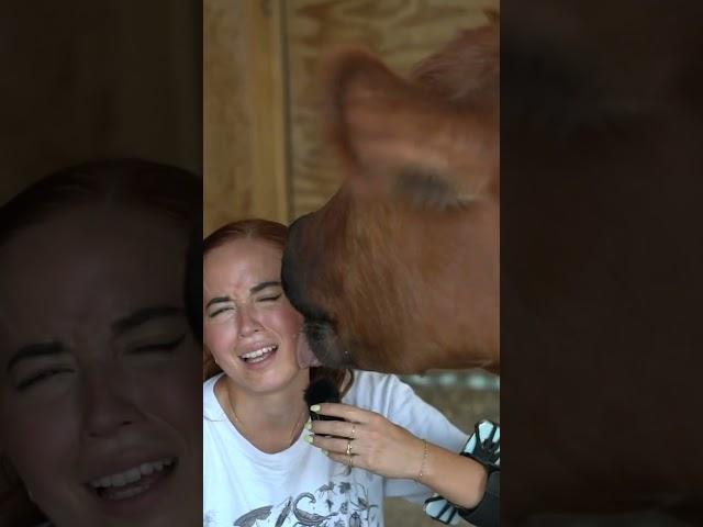 Winnie gives a nice kith  #shorts #cow #emu #alveus #alveussanctuary #mayahiga