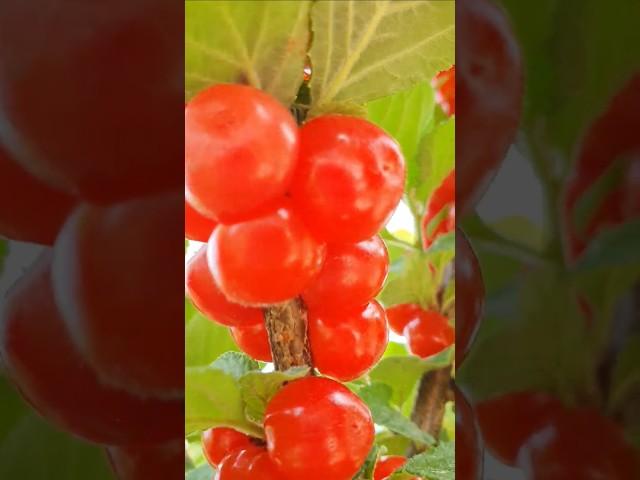 정원에 앵두 주렁주렁 열렸어요 조항조 가수 사랑찾이 인생찾아 [250609]