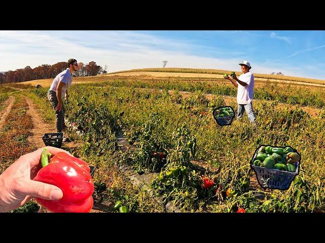 Harvesting Beautiful Bell Peppers Off Dead Plants