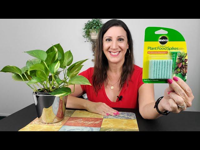 Miracle Gro Plant Food How To Use - Fertilizer Spikes for Indoor Plants