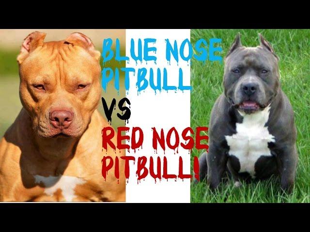 Blue Nose Pitbulls VS Red Nose Pitbulls!!! Pt. 2