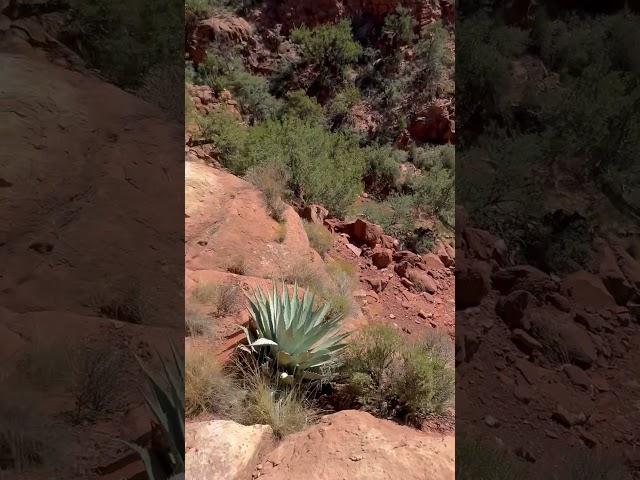 ON THE HIKE!!! #hikingaddict #hiking #coconinonationalforest #belltrail13 #nature #freshair #redrock