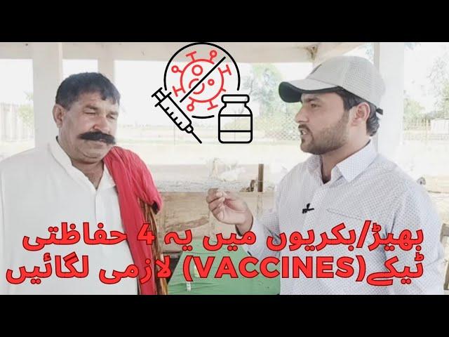 Sheep Goat Vaccination Schedule /بھیڑ بکریوں کےحفاظتی ٹیکے