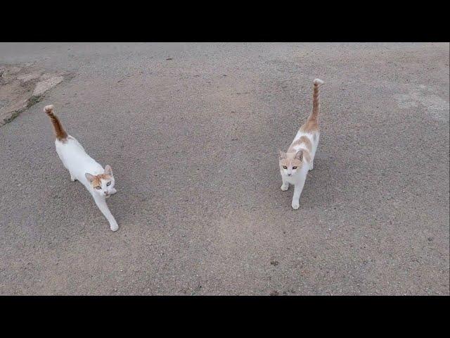 The importance of feeding street cats is our human responsibility