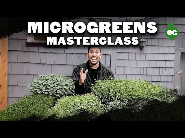 How to Grow Microgreens from Start to Finish (COMPLETE GUIDE)