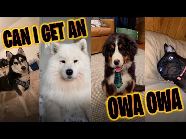 Owa Owa Tiktok Compilation (Other Dogs) (Can I get an Owa Owa)