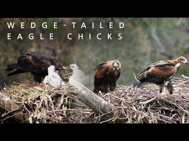 Wedge-tailed Eagle family 4K - Iconic Australian Birds