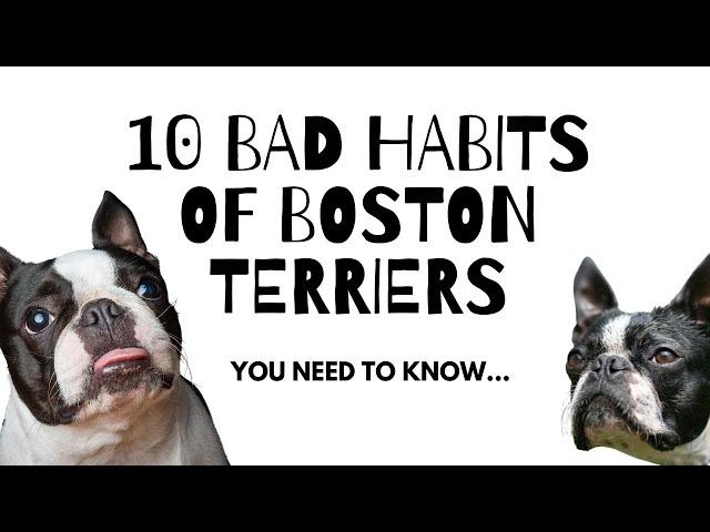 10 Bad Habits of Boston Terrier You Need to Know...