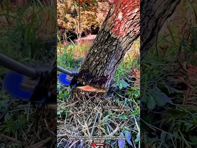 Innovative Tree Cutting Tool: Amazing Circular Blade for Effortless Tree Felling