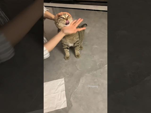 Feed medicine to a cat#kitten #funny #cat #kucing #pets #shorts #fyp