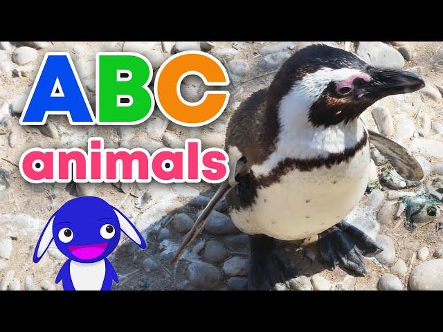 Learn abc with fun animal facts | Educational alphabet animal video for kids