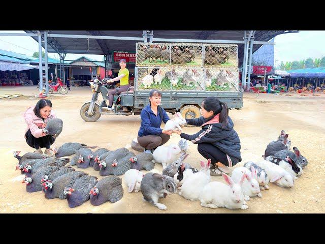 Harvesting Pheasant Chickens & Rabbits, Use 3-Wheeled Truck To Transport Go To Market Sell