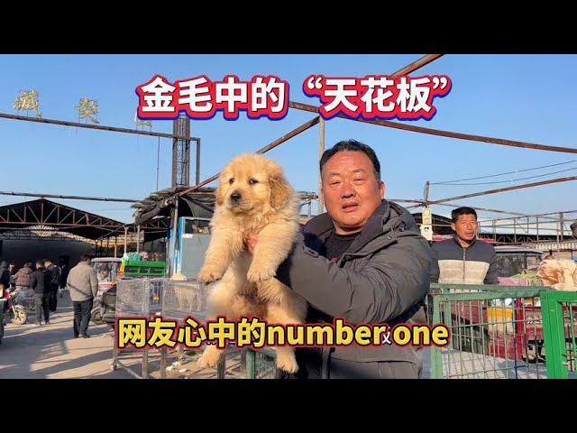 金毛中的“天花板”，网友心中的number one（最好的）