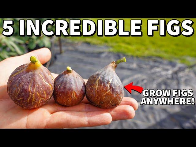 5 Quick Fruiting FIG TREES Everyone Can Grow At Home