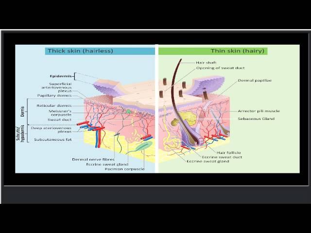 Skin - Wikipedia, the free encyclopedia