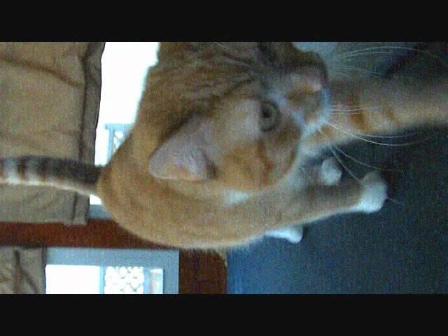 SUPER VHS/The cat is running