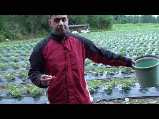 Strawberry Picking in Finland 2016