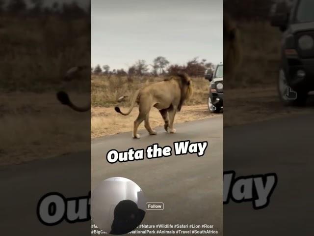 Lions forced cars to retreat