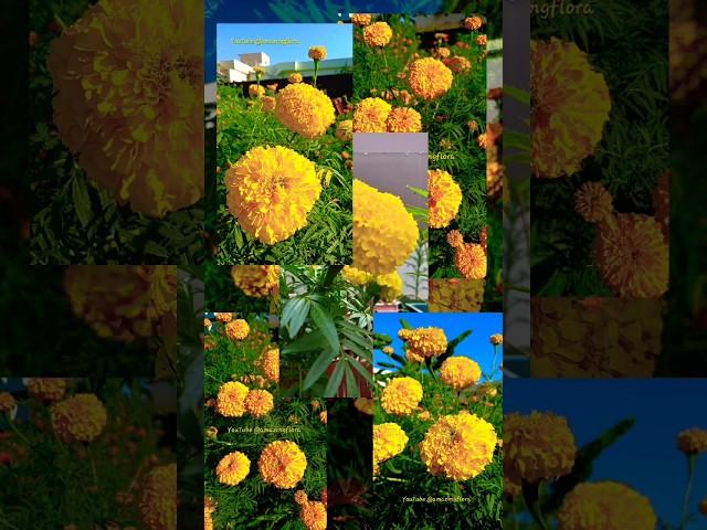 Marigold Season  #flowers #marigoldmagic #seasonalflowers