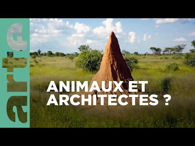 Des paysages fondateurs | Constructions animales | ARTE Family