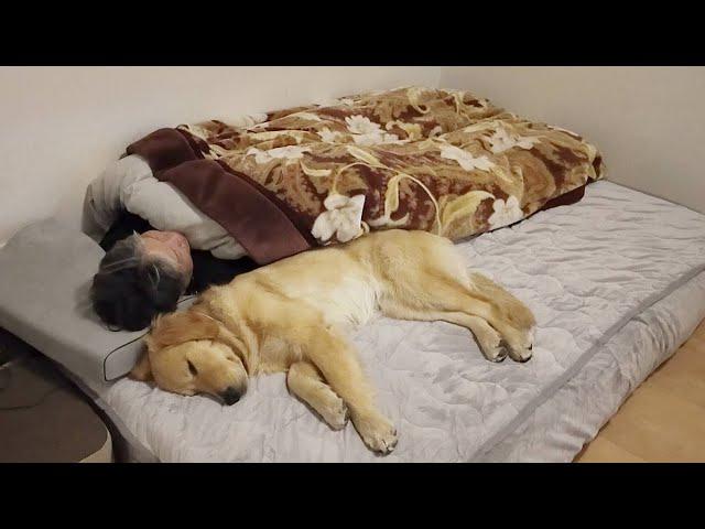 Finally the problem is solved. [Golden Retriever Japan]