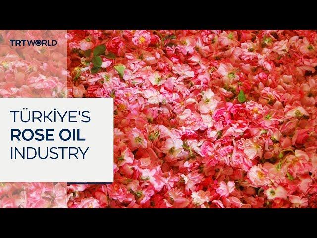 Türkiye’s southwestern city Isparta produces 65% of world's rose essence