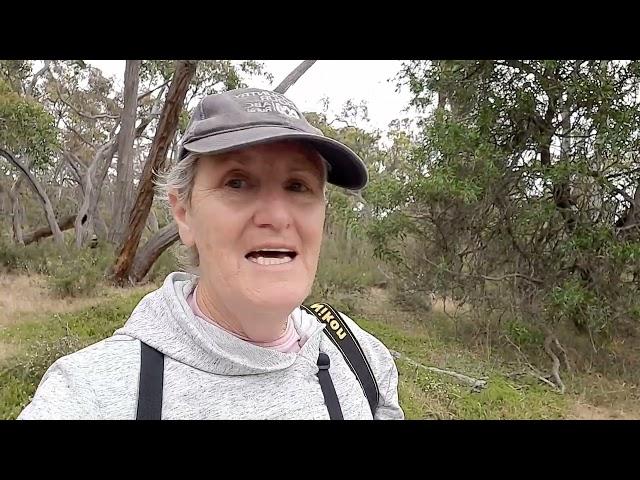 My (not-So) Big Birding Year - the start