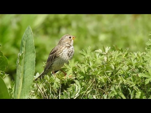 Corn Bunting in Sughd, Tajikistan