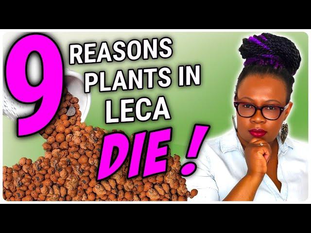 9 BEGINNER Mistakes To Avoid When Moving Plants From Soil to Leca