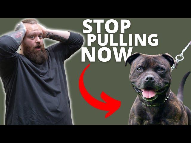 HOW TO STOP STAFFORDSHIRE BULL TERRIER FROM PULLING