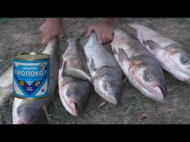 Толстолобы выскакивают на берег и клюют на сгущенку. My fishing