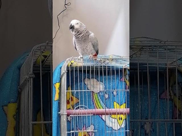 Oskar Parrot happy