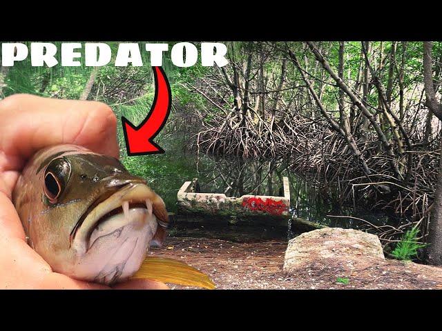 Fishing Brackish Water Ditches for Predatory Fish!