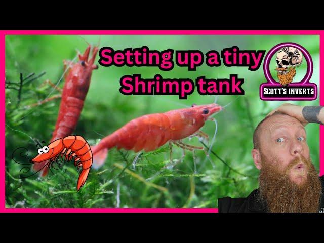 The smallest shrimp tank ever #shrimp