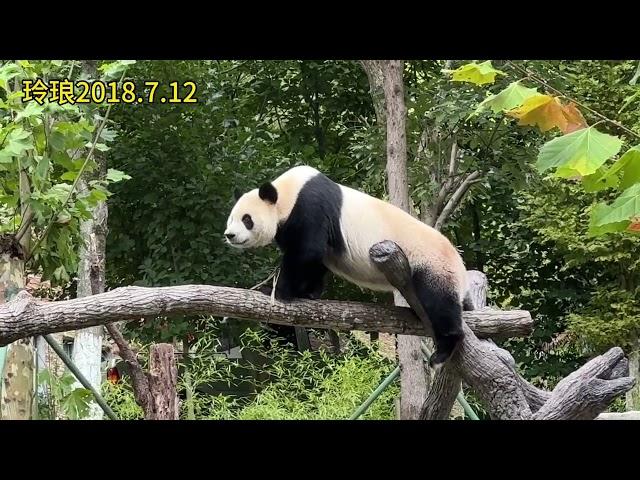 10.4玲琅小公主在小奇迹曾经的院子里开心吃笋笋，玲琅今年6岁#panda #大熊猫玲琅 #大熊猫小奇迹