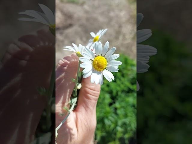 Для здоровья ромашка