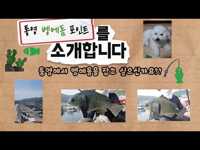 🪝통영 벵에돔 훈련장 1편!! 시내에서 차로 20분!! 도보방파제 #낚시 #강아지 #바다낚시 #낚시포인트 #벵에돔 #찌낚시 #비숑 #통영 #삼덕 #통영낚시 #통영벵에돔