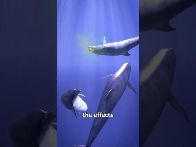 Dolphins Like To Get High On Puffer Fish 