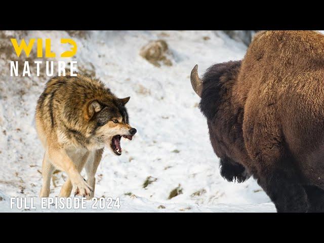  WILD ANIMAL | Fierce Predators and Awe-Inspiring Wilderness | Animal documentary